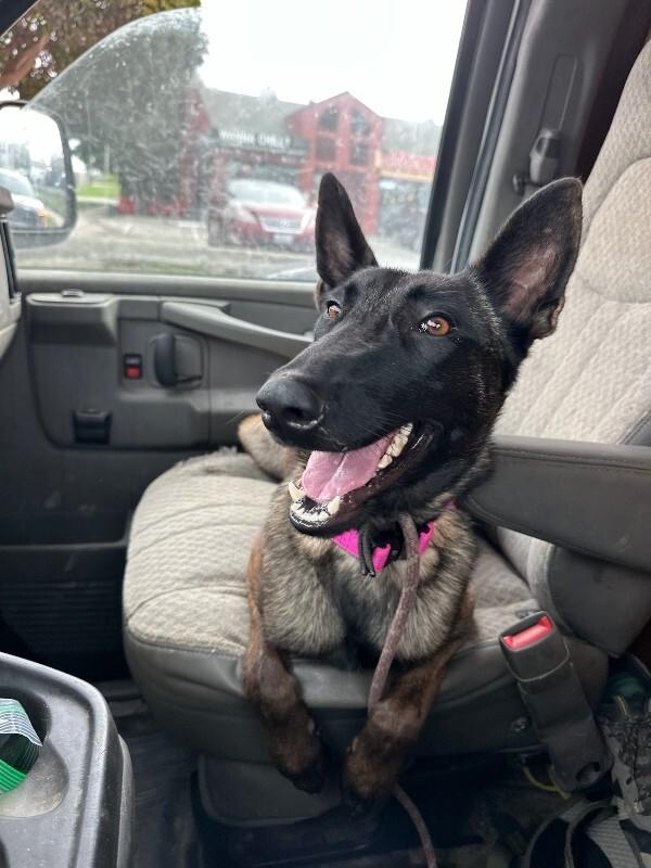 Enlarge Magenta, a Adoptable Belgian Shepherd / Malinois in Manhattan Beach, CA image 5/5