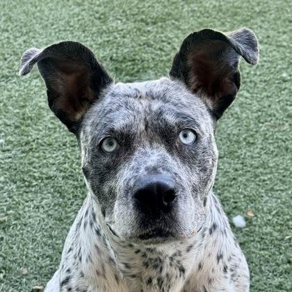 Cali, Adoptable, Adult Female Australian Cattle Dog / Blue Heeler.