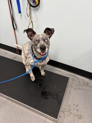 Cali, a Adoptable mixed breed in Sacramento, CA image 2/2