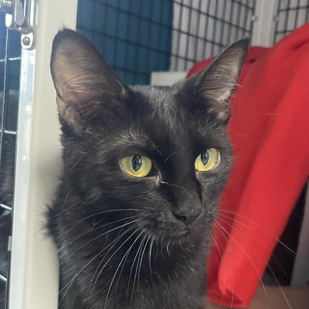 Casanova, Adoptable, Young Female Domestic Short Hair.