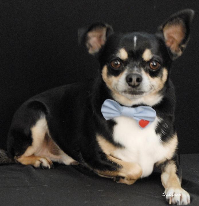 Ringo, Adoptable, Adult Male Chihuahua.