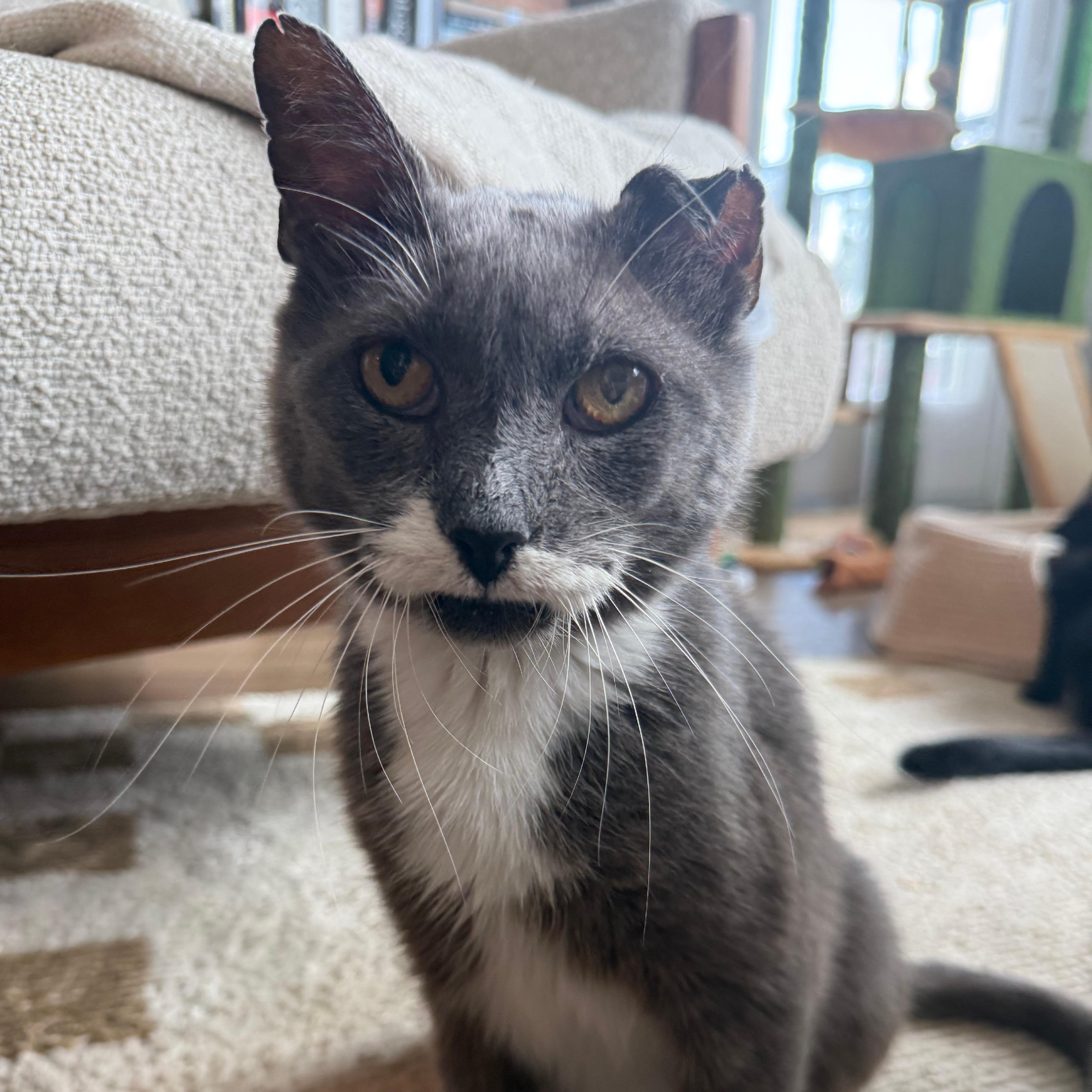Damonté, ADOPTABLE, Adult Male Russian Blue & Domestic Short Hair.