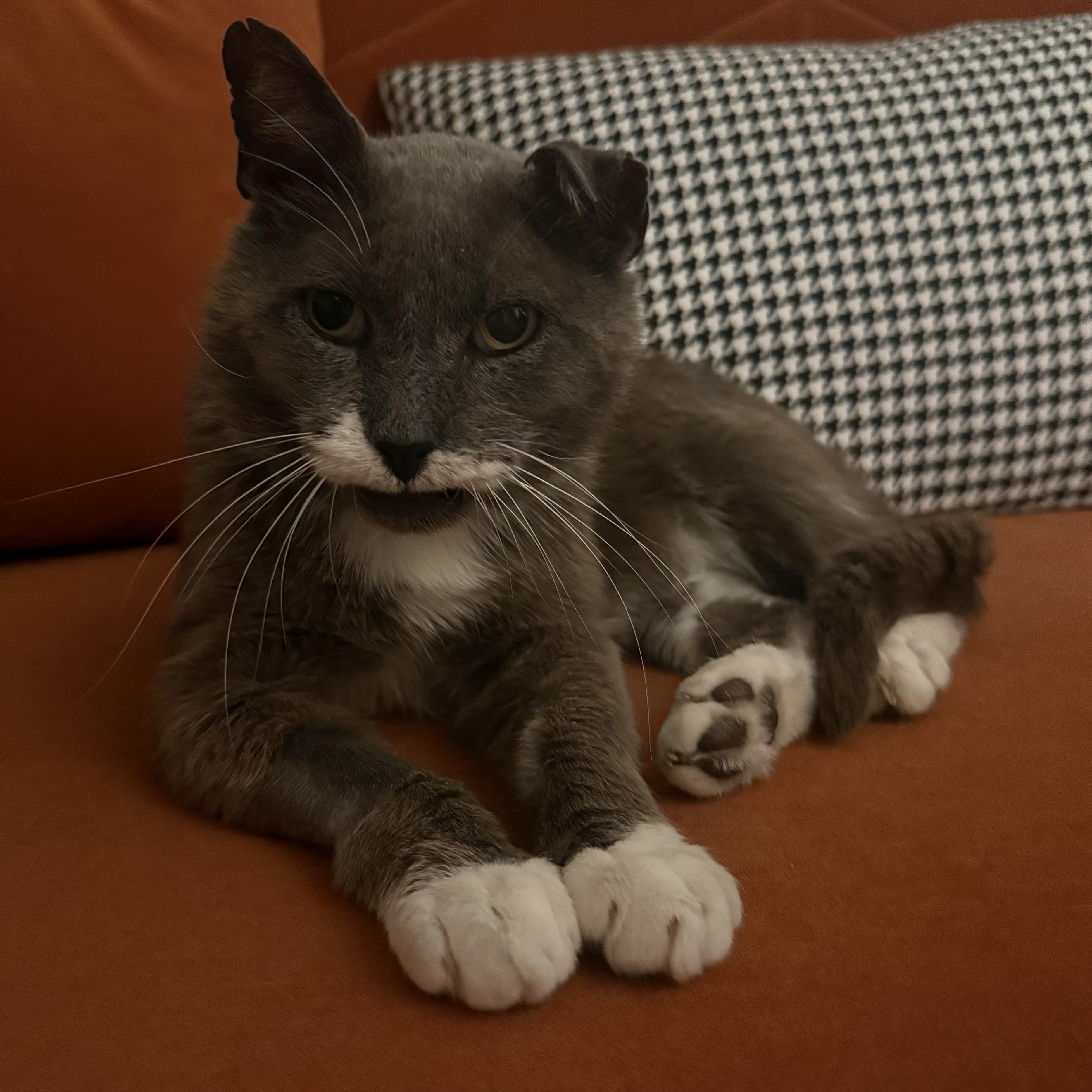 Damonté, a ADOPTABLE mixed breed in Hyattsville, MD image 3/5