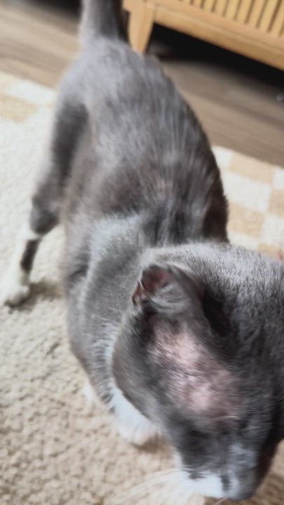 Enlarge Damonté, a ADOPTABLE mixed breed in Hyattsville, MD video 2/5
