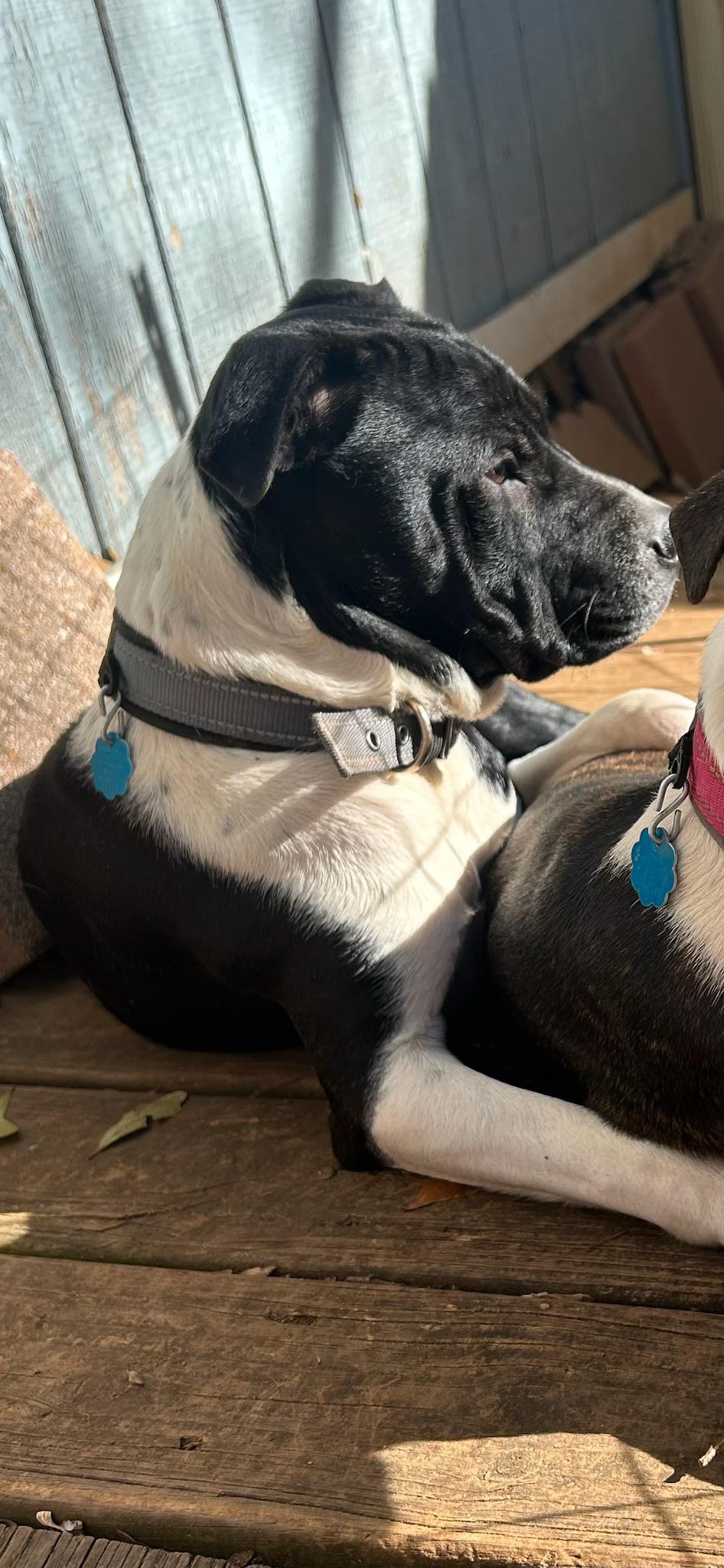 Enlarge Dorian Gray, a ADOPTABLE mixed breed in Lawrenceville, GA image 2/2