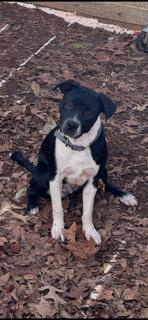 Enlarge Dorian Gray, a ADOPTABLE mixed breed in Lawrenceville, GA image 1/2