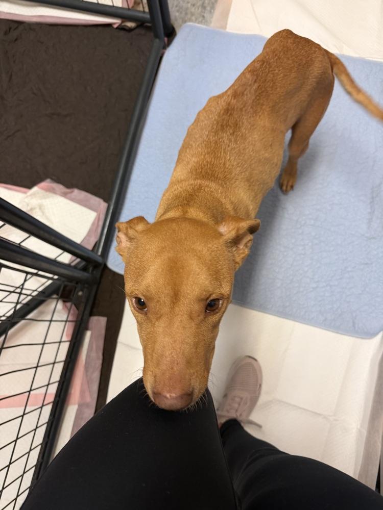Rainey, Adopted, Adult Female Mixed Breed.