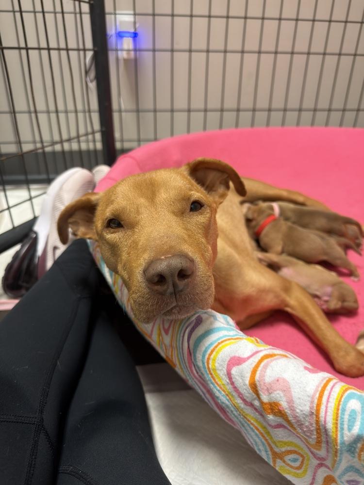 Enlarge Rainey, a Adopted mixed breed in Clinton Township, MI image 2/3