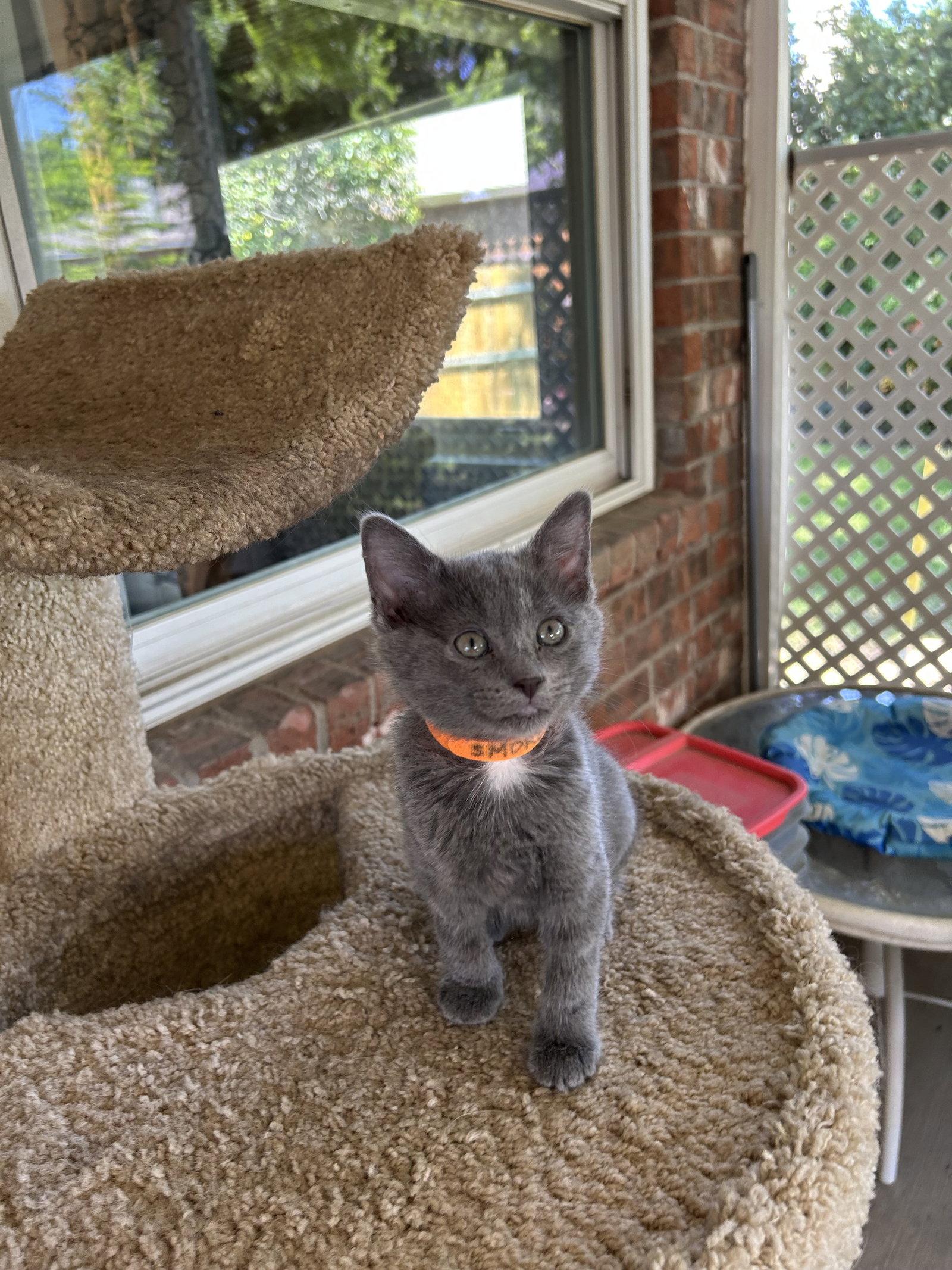 Smokey, Adoptable, Kitten Female Domestic Medium Hair.