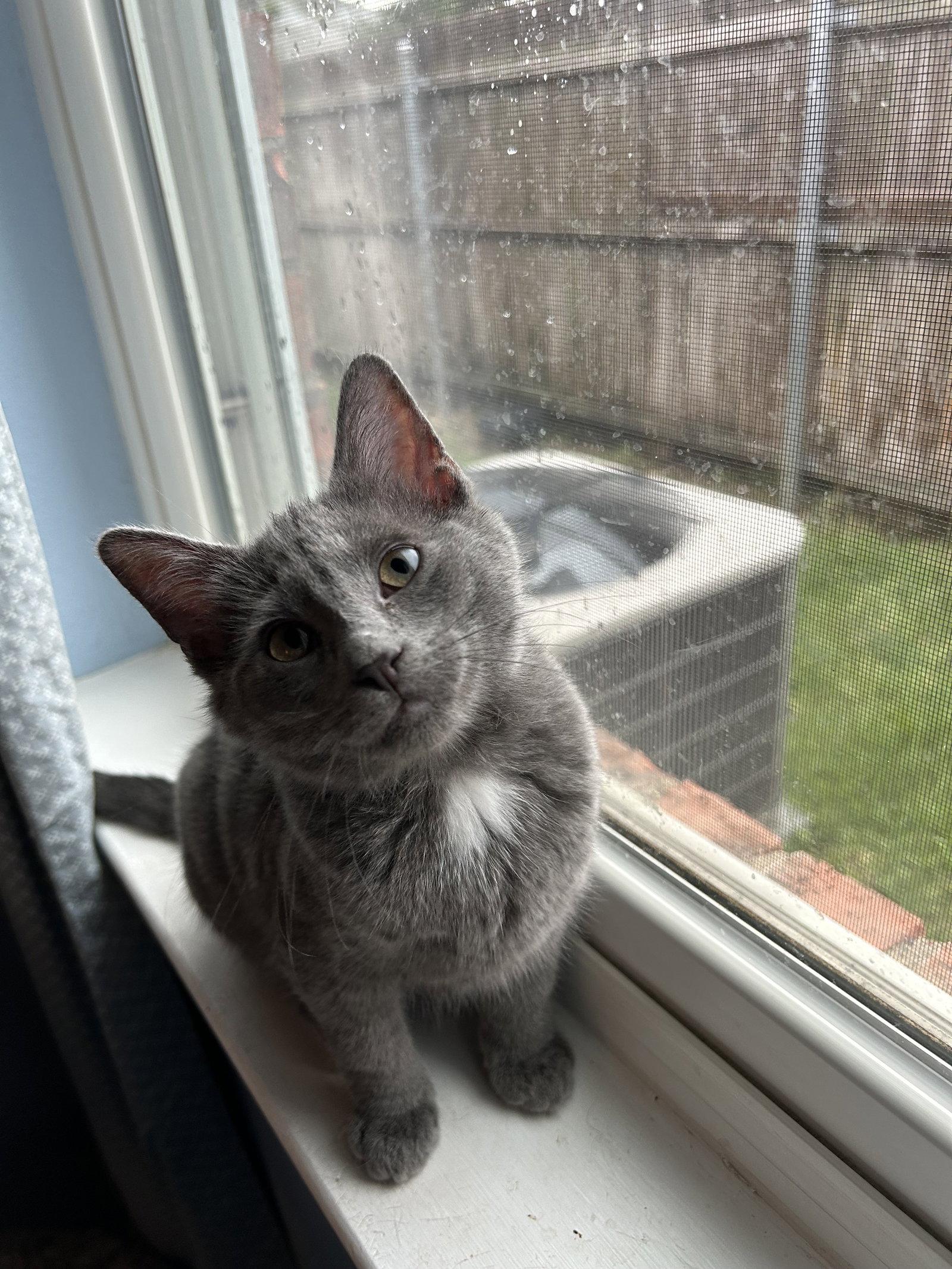 Enlarge Smokey, a Adoptable Domestic Medium Hair in Fort Worth, TX image 2/3