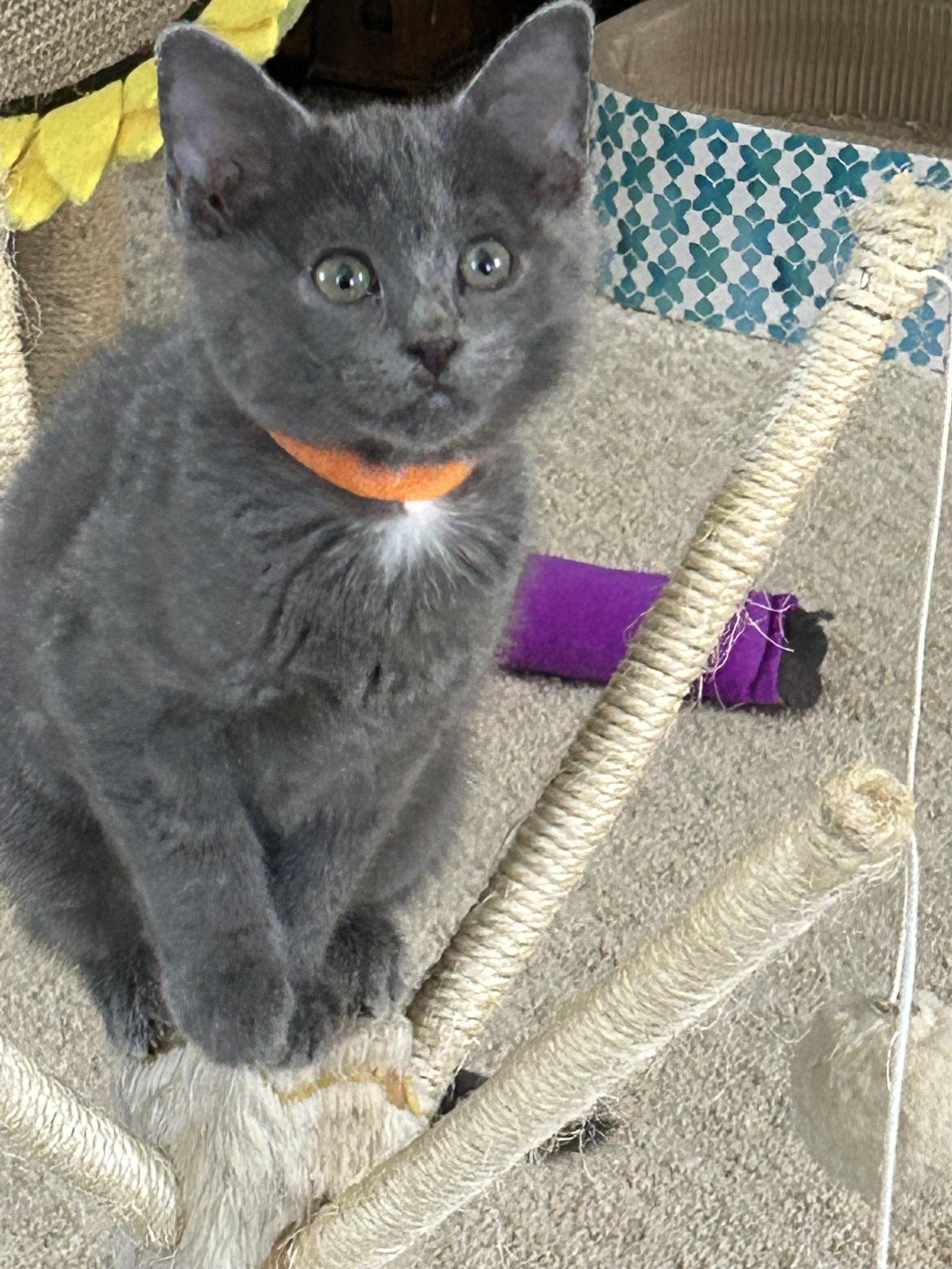 Enlarge Smokey, a Adoptable Domestic Medium Hair in Fort Worth, TX image 3/3