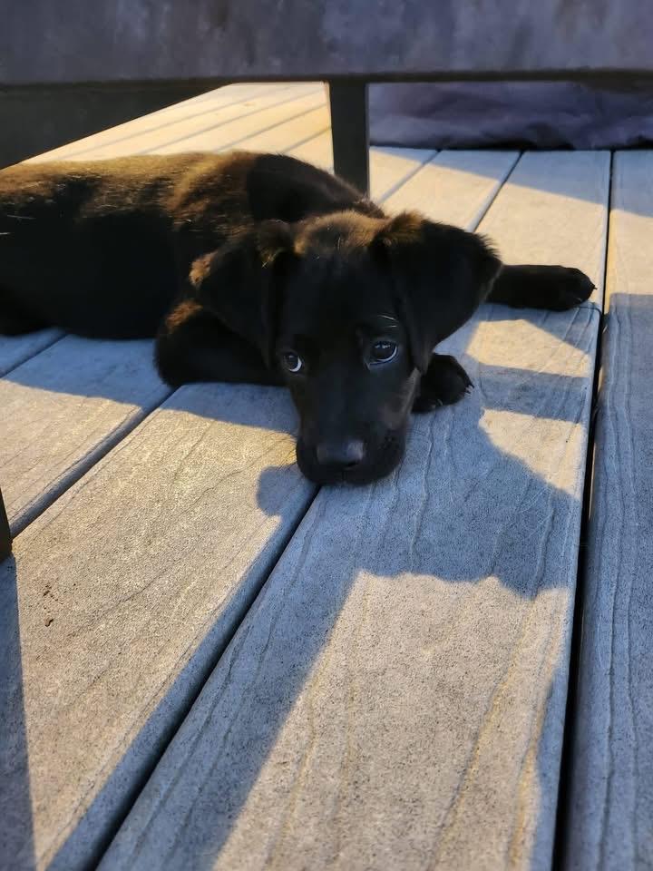 Enlarge Luna , a ADOPTABLE Black Labrador Retriever in Woodbury, NJ image 2/2
