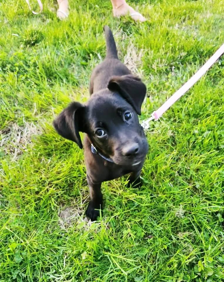 Luna , ADOPTABLE, Puppy Female Black Labrador Retriever.