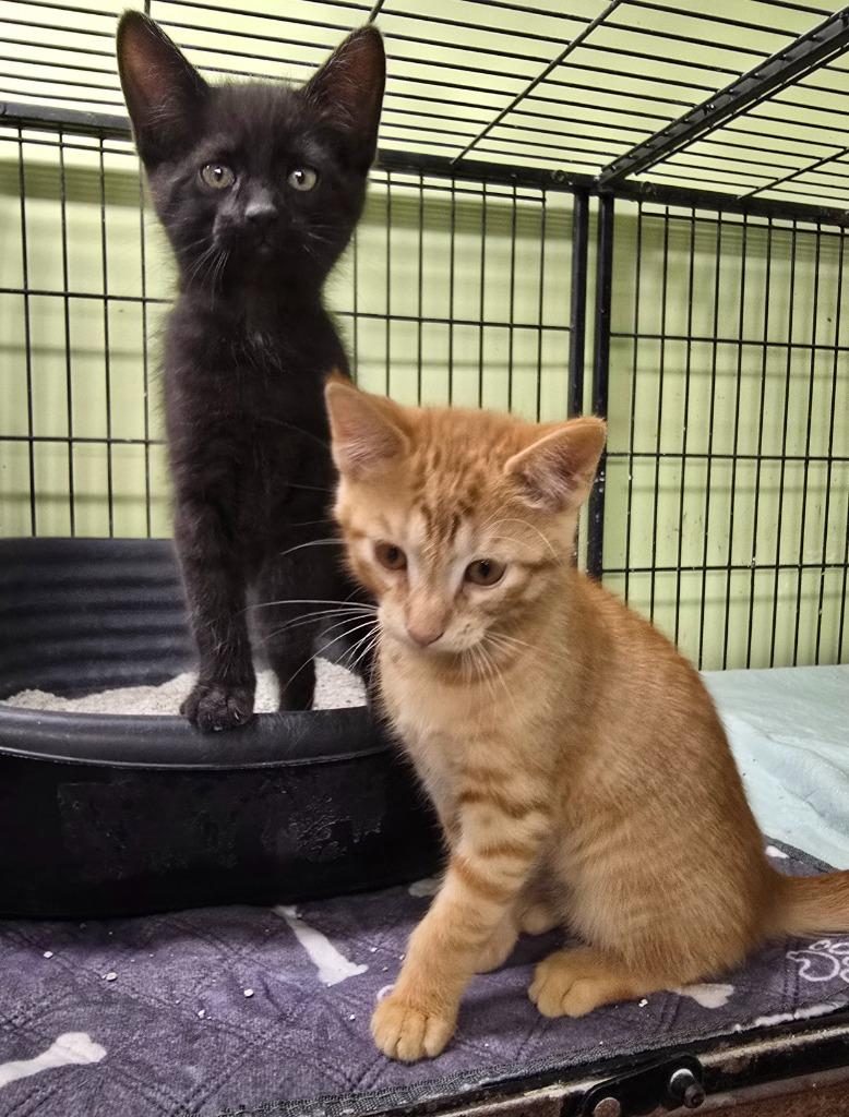 Slash, Adoptable, Kitten Female Domestic Short Hair.