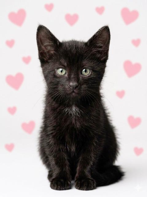 Enlarge Slash, a Adoptable mixed breed in Auburn, IN image 3/3