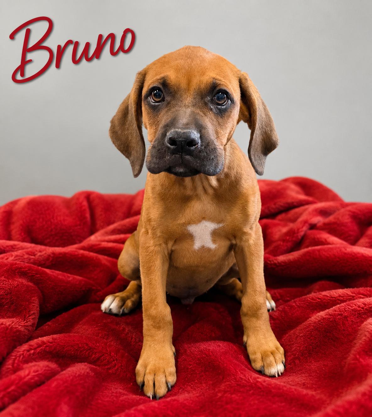 Bruno, adopted, Puppy Male Boxer & Catahoula Leopard Dog.