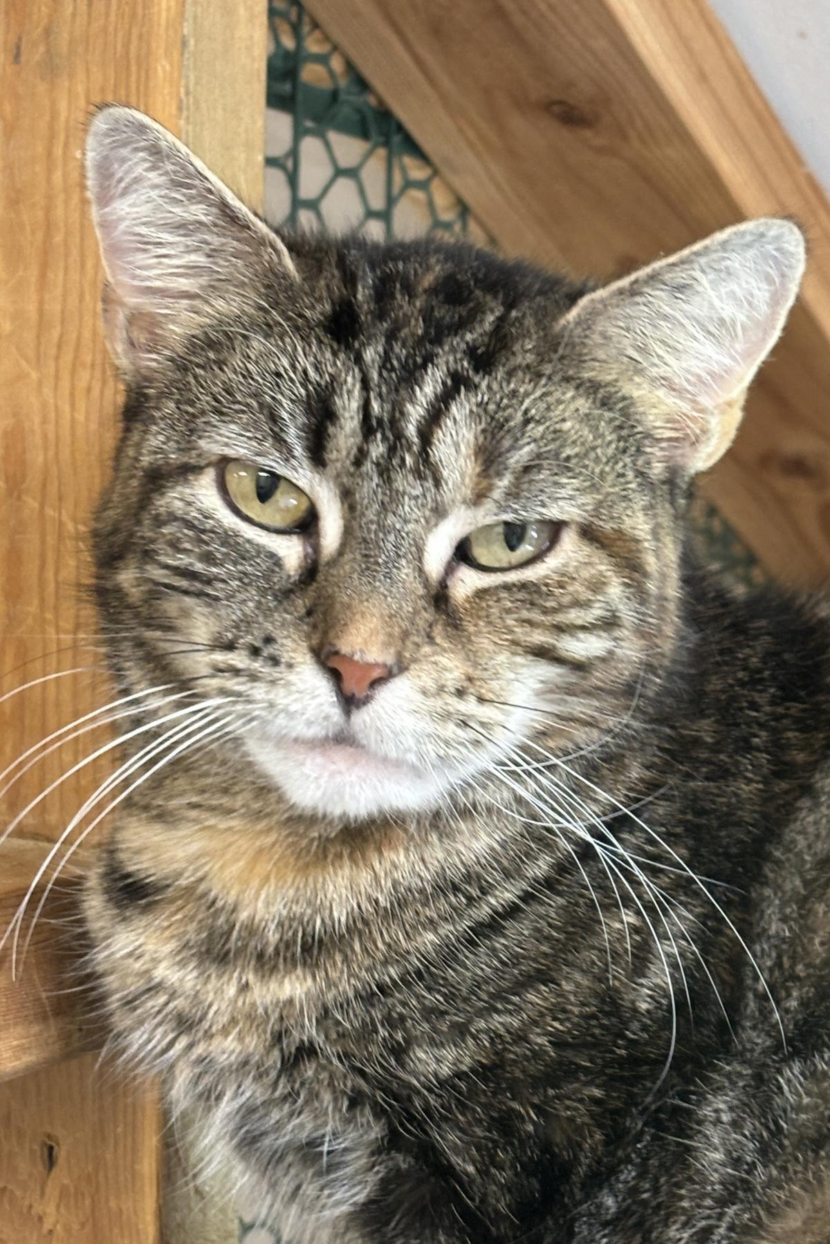 Charmaine, Adoptable, Adult Female Domestic Short Hair.