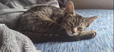 Pete, Adoptable, Kitten Male Tabby & Domestic Short Hair.