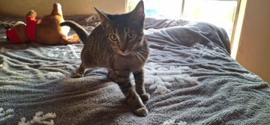 Enlarge Pete, a Adoptable mixed breed in Liverpool, TX image 5/6