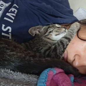 Enlarge Pete, a Adoptable mixed breed in Liverpool, TX image 3/6