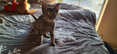 Enlarge Pete, a Adoptable mixed breed in Liverpool, TX image 6/6