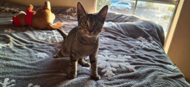 Enlarge Pete, a Adoptable mixed breed in Liverpool, TX image 1/6