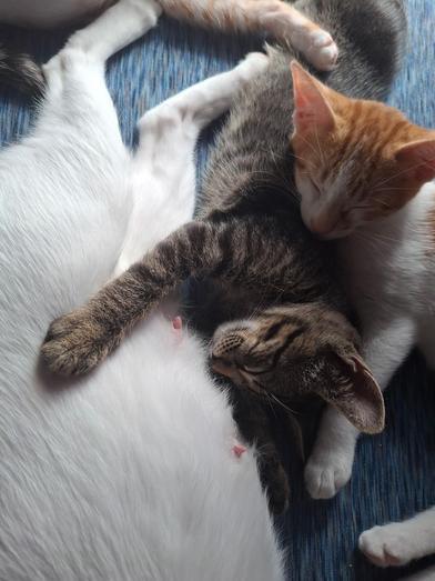 Enlarge Pete, a Adoptable mixed breed in Liverpool, TX image 4/6