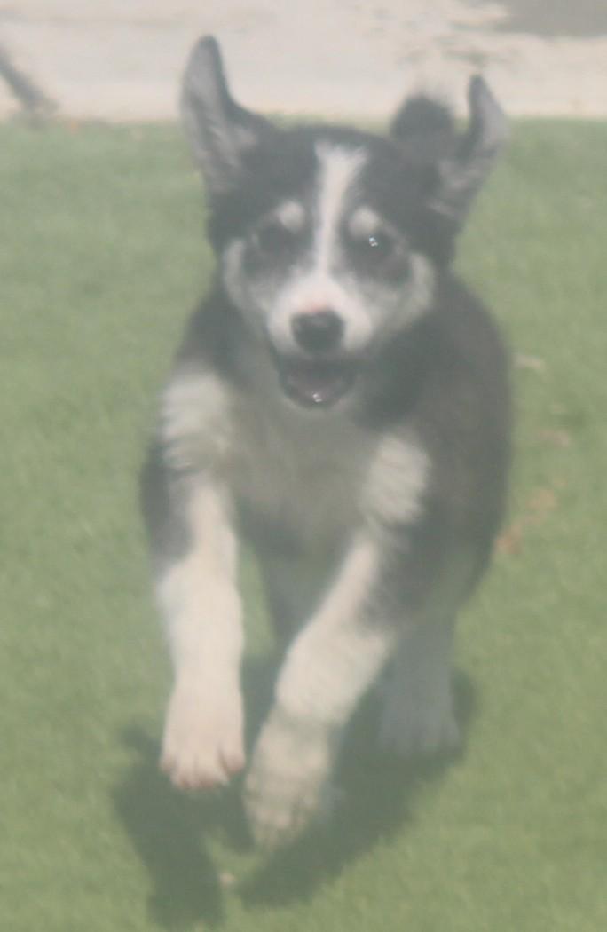 Enlarge Era, an adopted mixed breed in Wasco, CA image 1/6