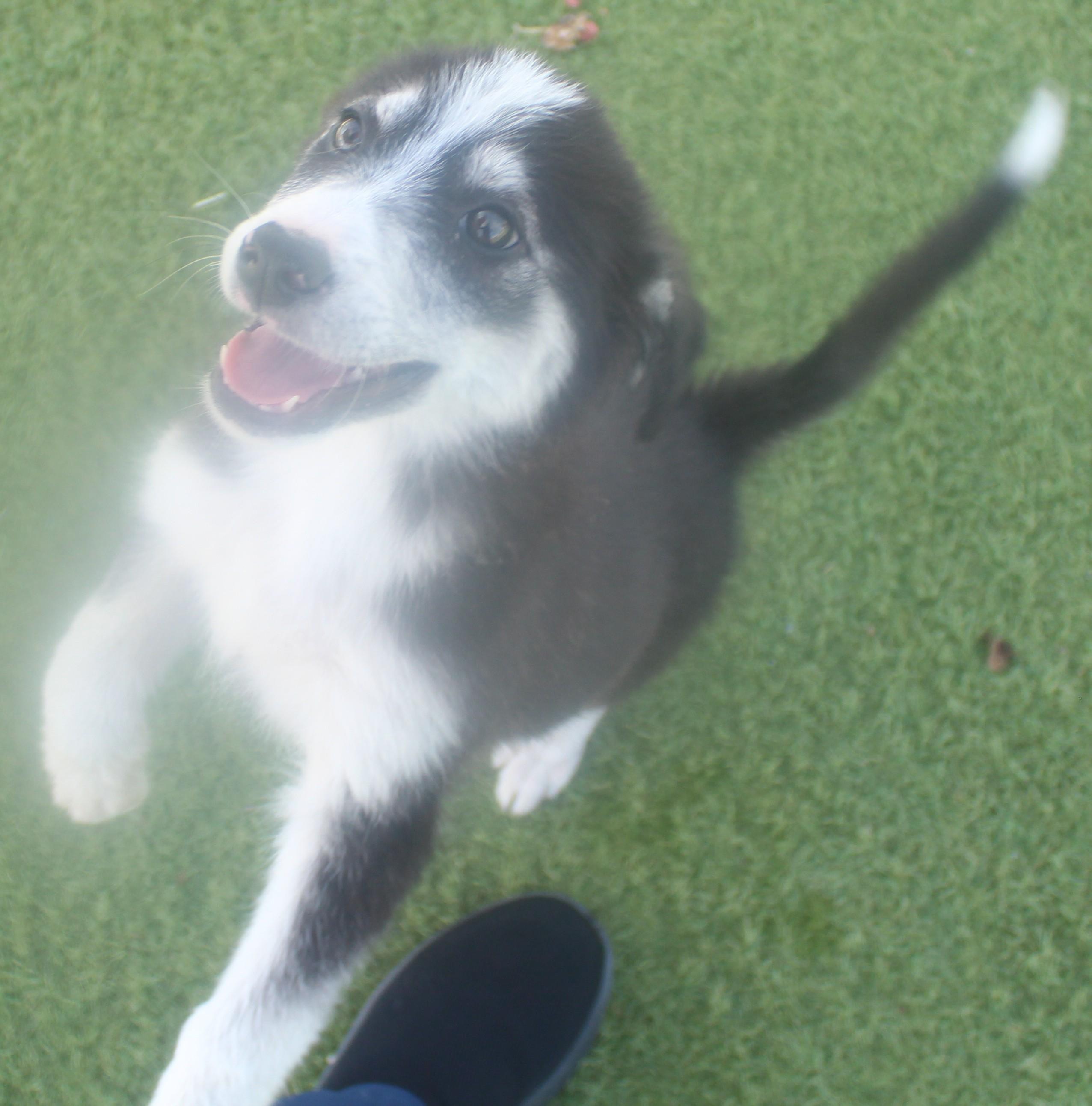 Enlarge Era, an adopted mixed breed in Wasco, CA image 2/6