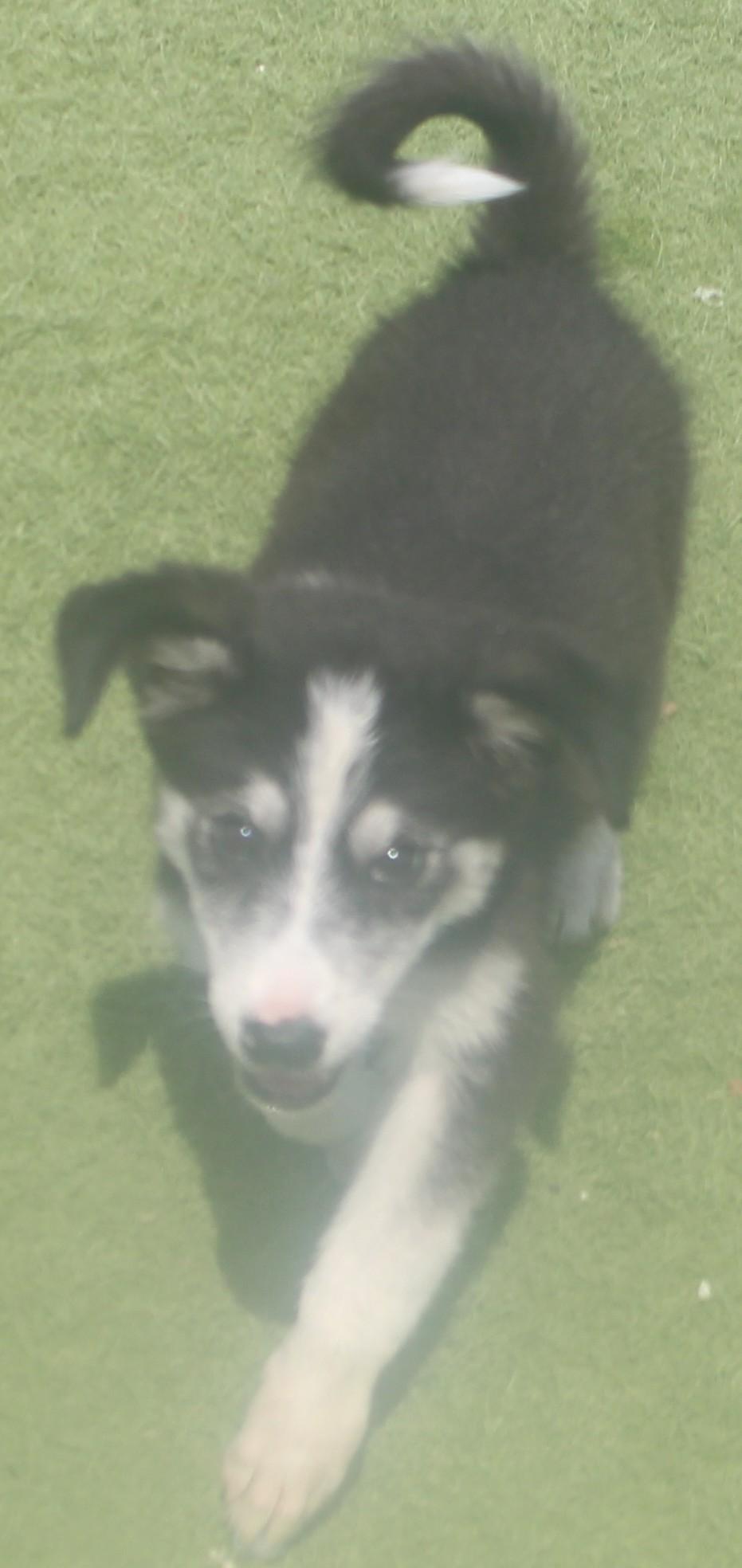 Enlarge Era, an adopted mixed breed in Wasco, CA image 3/6