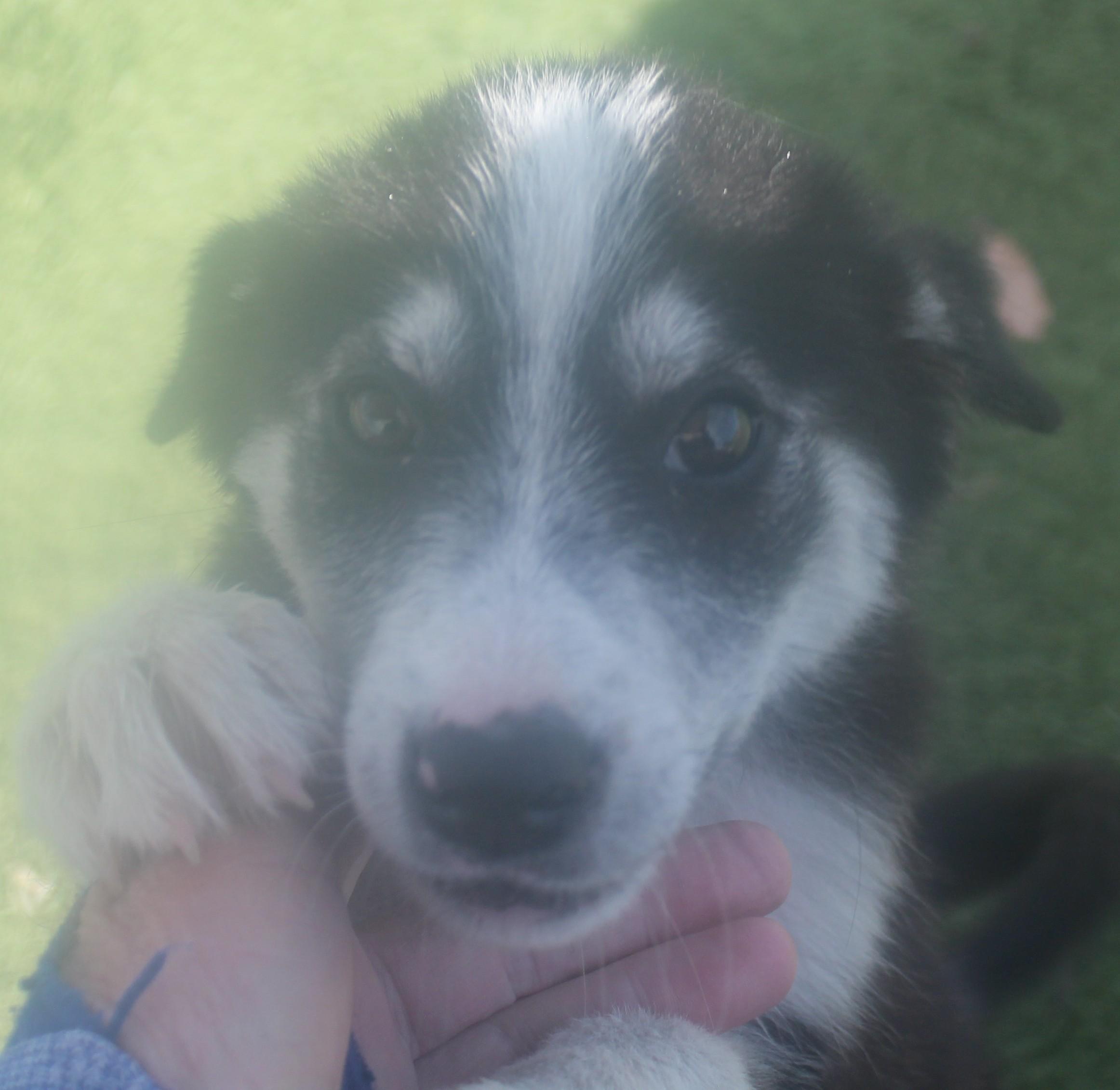 Enlarge Era, an adopted mixed breed in Wasco, CA image 4/6