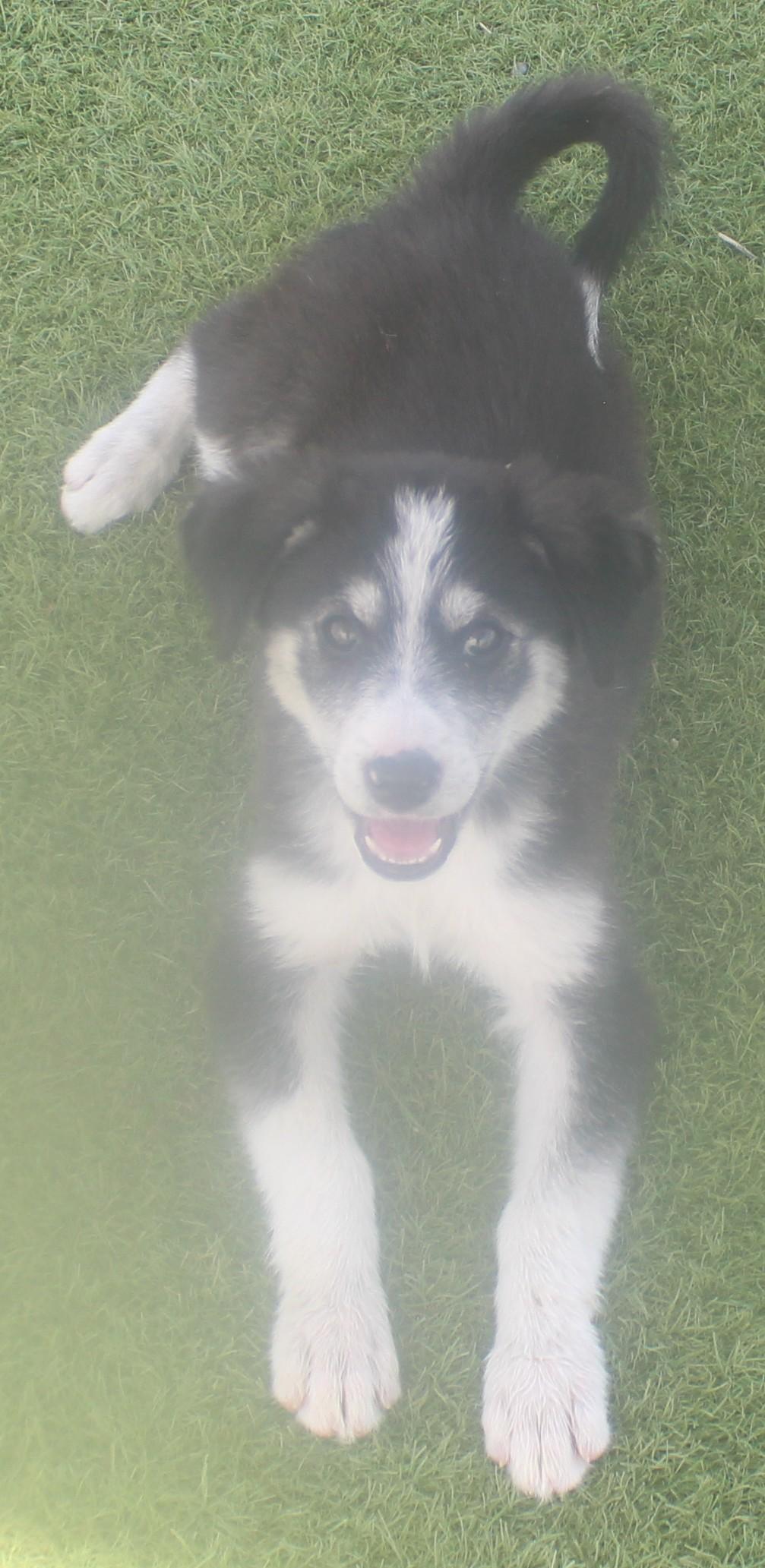 Enlarge Era, an adopted mixed breed in Wasco, CA image 5/6
