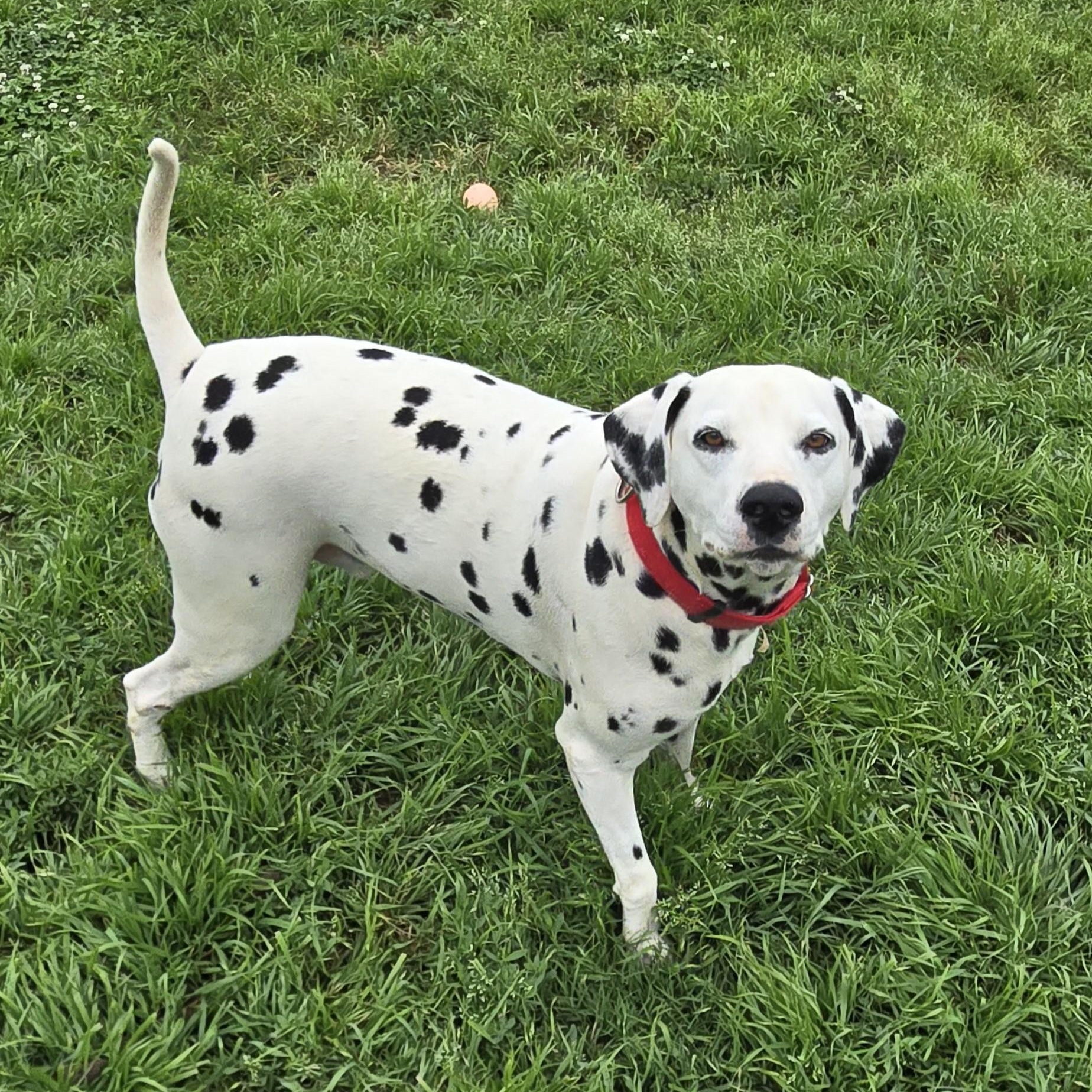 Casey, Adopted, Adult Male Dalmatian.