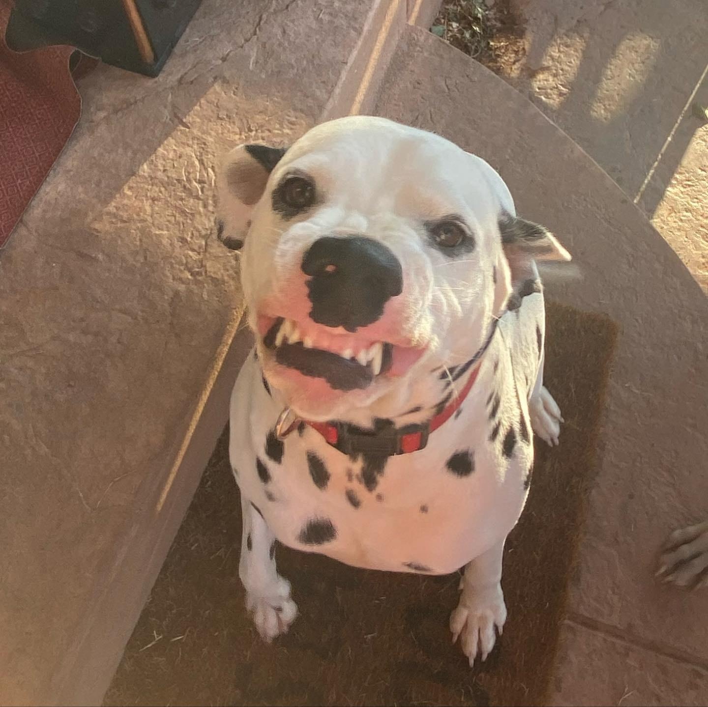 Enlarge Casey, a Adopted Dalmatian in Mounds, OK image 2/3