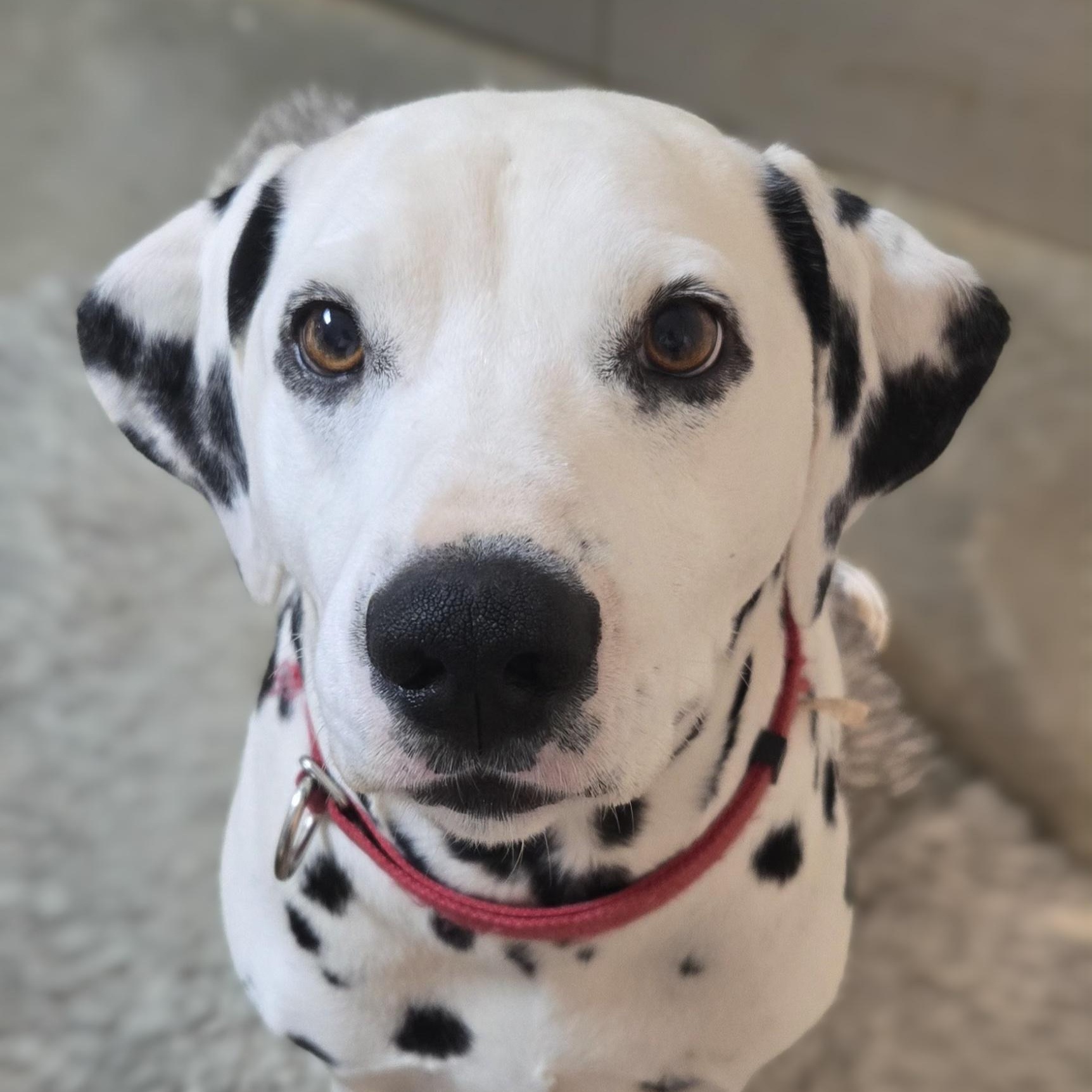 Enlarge Casey, a Adopted Dalmatian in Mounds, OK image 3/3