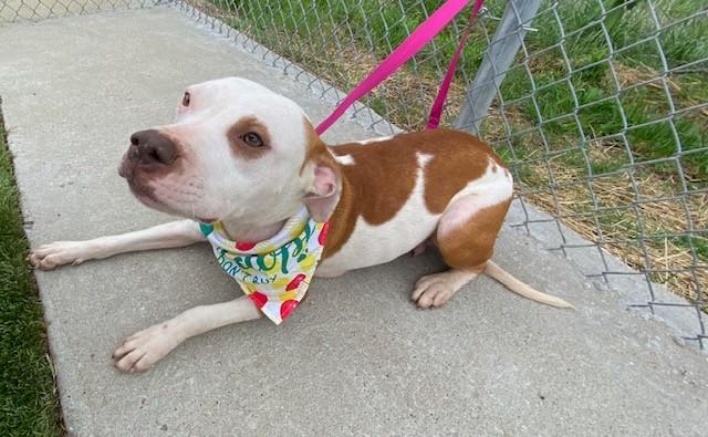 Enlarge Zara Larson , a ADOPTABLE Pit Bull Terrier in Fayetteville, AR image 2/6