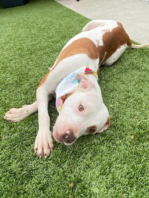 Enlarge Zara Larson , a ADOPTABLE Pit Bull Terrier in Fayetteville, AR image 6/6