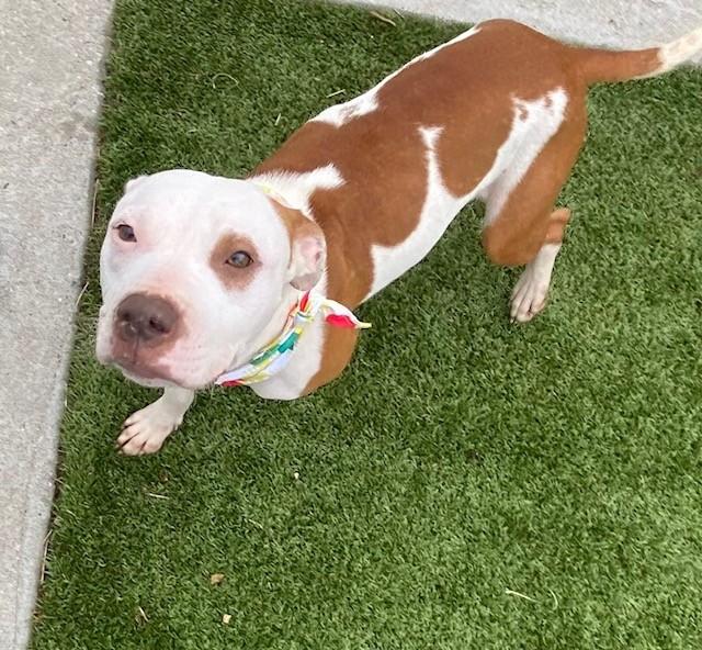 Enlarge Zara Larson , a ADOPTABLE Pit Bull Terrier in Fayetteville, AR image 5/6