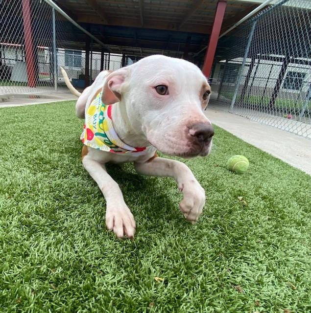 Zara Larson , ADOPTABLE, Adult Female Pit Bull Terrier.