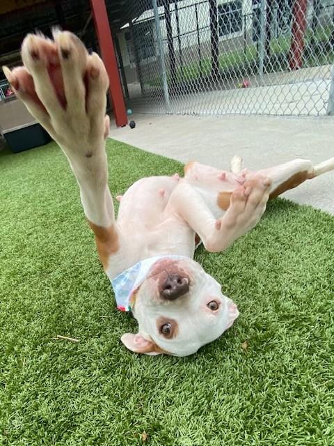 Enlarge Zara Larson , a ADOPTABLE Pit Bull Terrier in Fayetteville, AR image 4/6