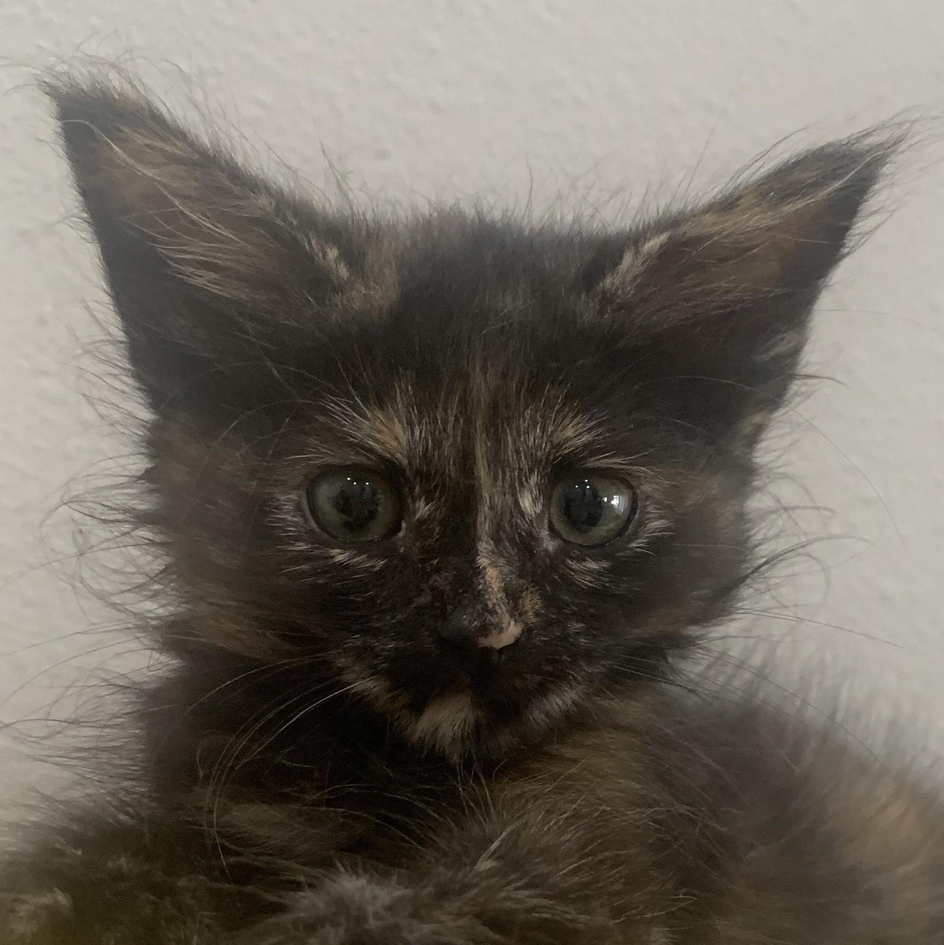Sage is a friendly playful Tortie She is extremely fond of plush toys but is not picky at all and