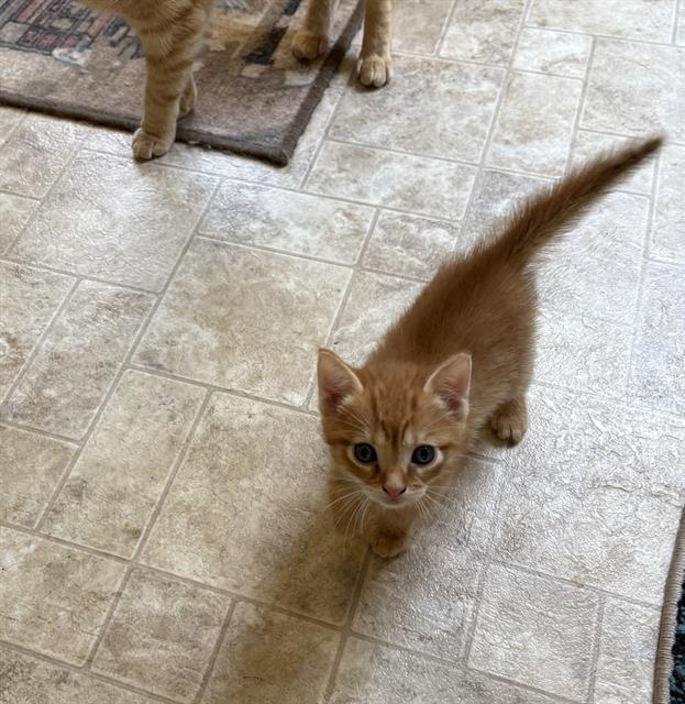 Enlarge TOMMY, a Adoptable Domestic Short Hair in Haw River, NC image 1/1