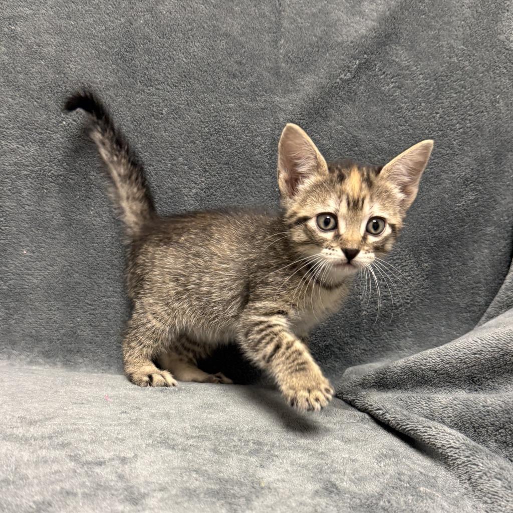 Enlarge Samantha, a Adoptable mixed breed in Brenham, TX image 2/6