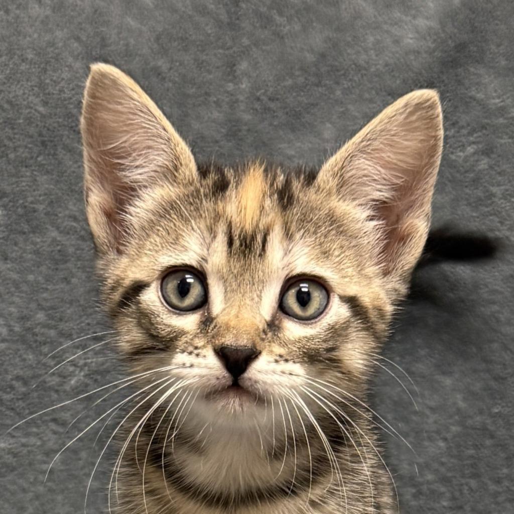 Samantha, Adoptable, Kitten Female Domestic Short Hair.