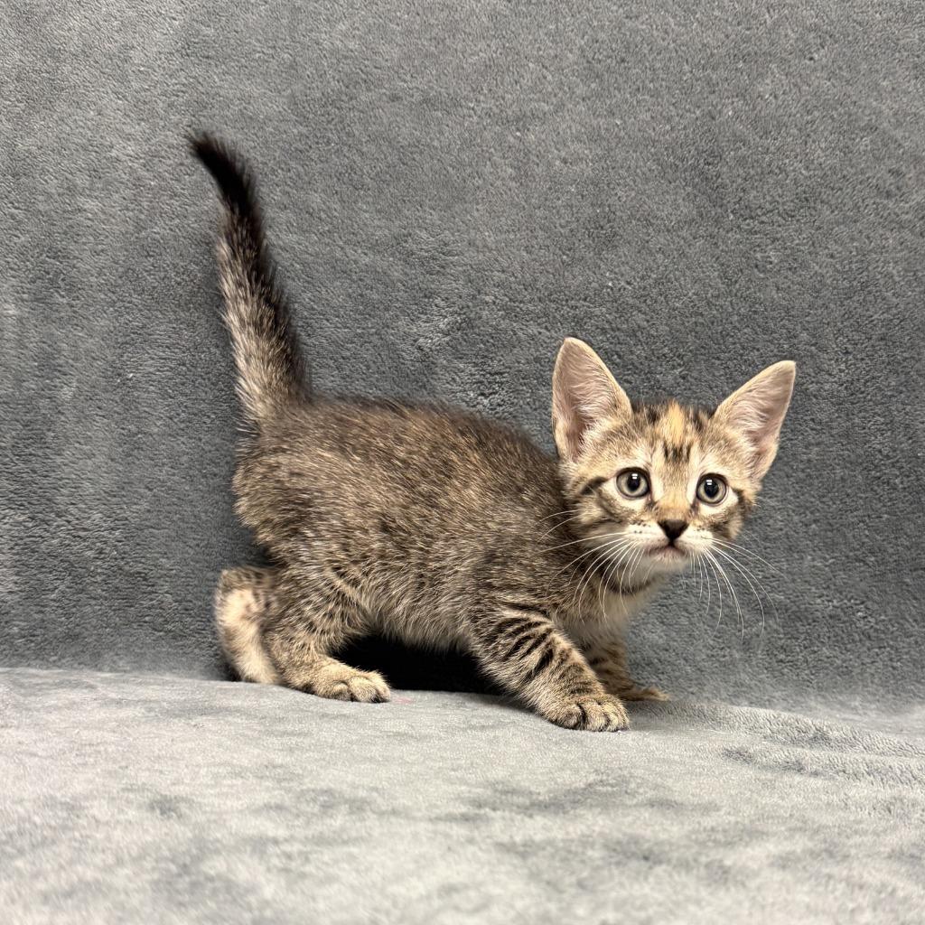 Enlarge Samantha, a Adoptable mixed breed in Brenham, TX image 4/6