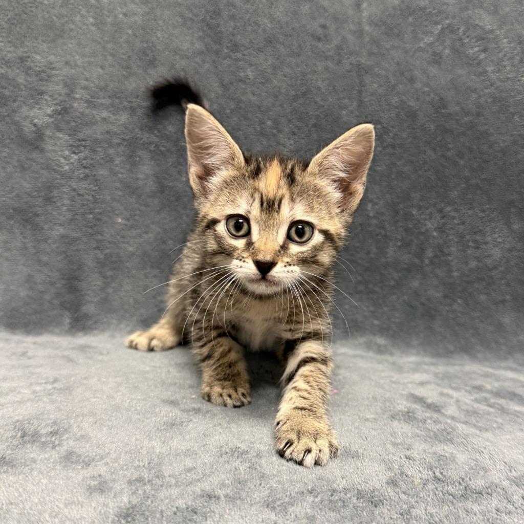 Enlarge Samantha, a Adoptable mixed breed in Brenham, TX image 3/6