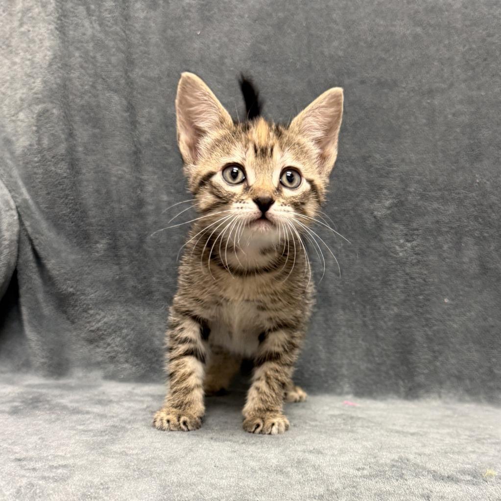 Enlarge Samantha, a Adoptable mixed breed in Brenham, TX image 6/6