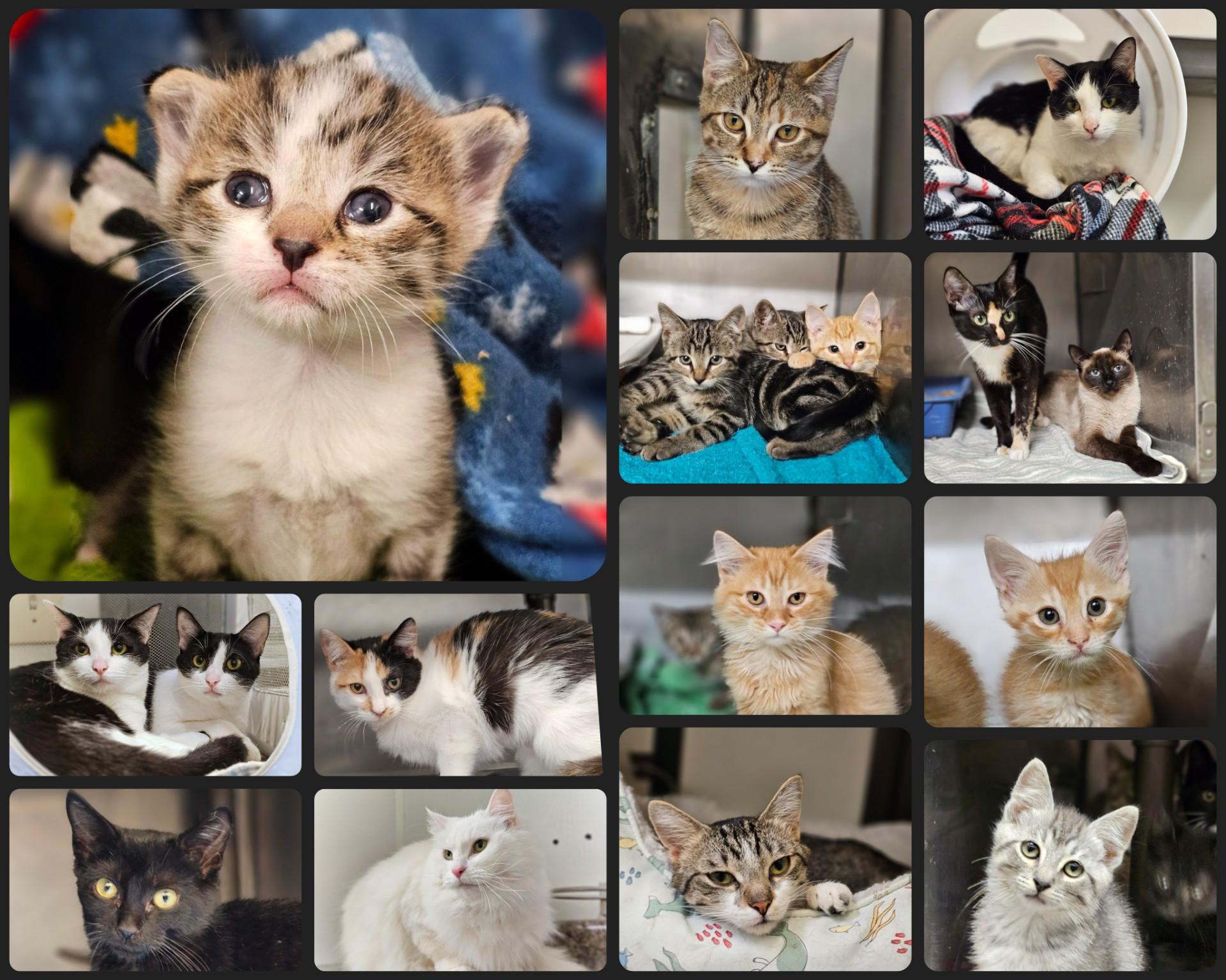 Enlarge Cats, a Adoptable mixed breed in Bay City, MI image 1/1