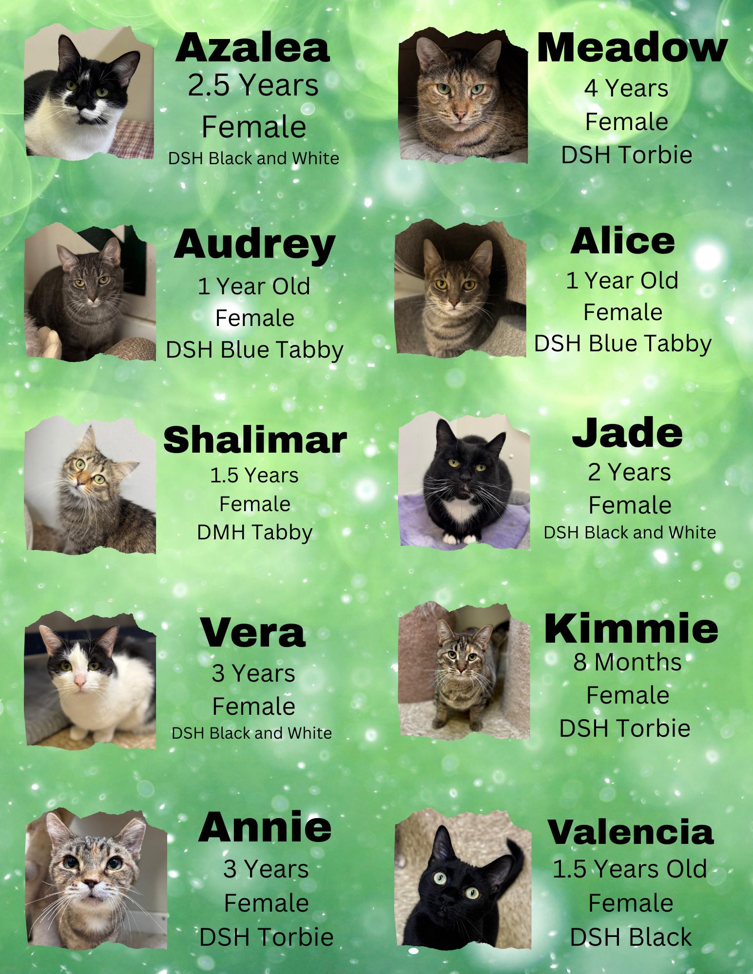 Cats, Adoptable, Adult Female Domestic Long Hair & Domestic Short Hair.