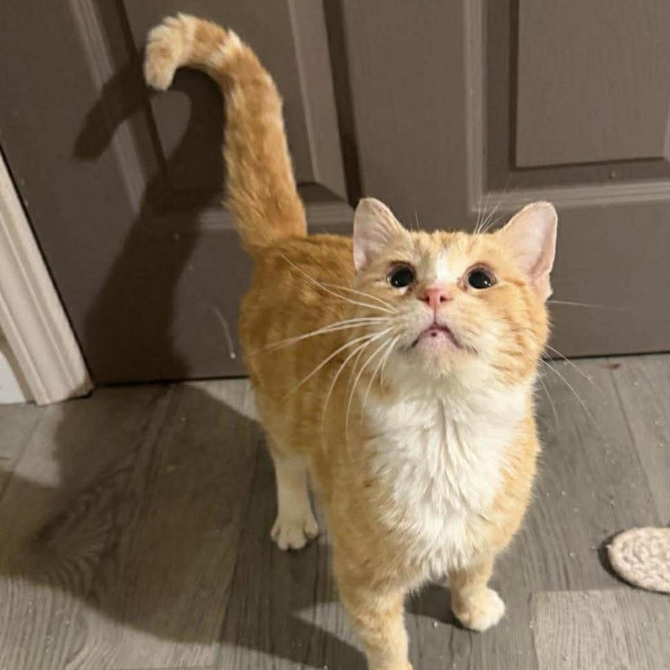 Levi, Adoptable, Young Male Domestic Short Hair.